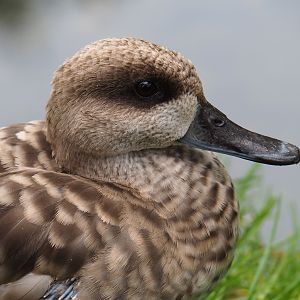 Marbled teal (Marmaronetta angustirostris), 2019-07-21