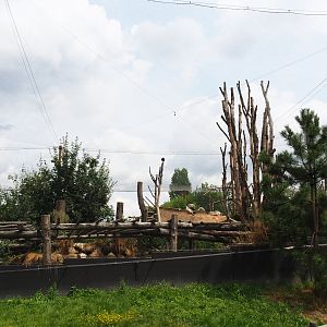 Taiga aviary, 2019-07-21