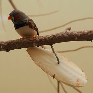 Zebra finch (Taeniopygia guttata) sith Sepia officinalis skull, 2019-07-21