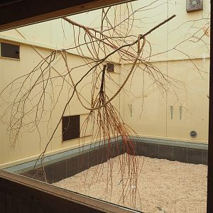 Indoor housing Australian birds, 2019-07-21