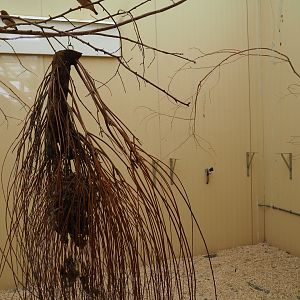 Indoor housing Australian birds, 2019-07-21