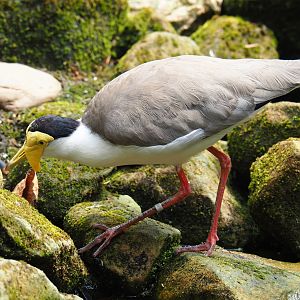 Masked lapwing (Vanellus miles miles), 2019-07-21