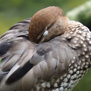 Female maned goose (Chenonetta jubata), 2019-07-21