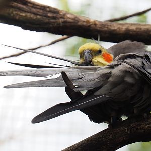 Cockatiel (Nymphicus hollandicus), 2019-07-21