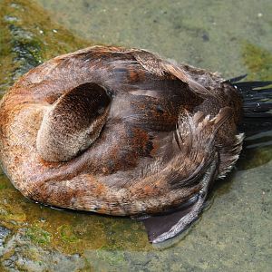 Female ruddy duck (Oxyura jamaicensis), 2019-07-21