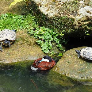 Yellow-bellied sliders (Trachemys scripta scripta) and Ruddy duck drake (Oxyura jamaicensis), 2019-07-21