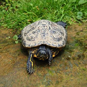 Yellow-bellied slider (Trachemys scripta scripta), 2019-07-21
