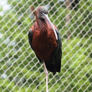 Glossy ibis (Plegadis falcinellus), 2019-07-21