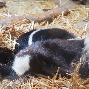 Sleeping striped skunks (Mephitis mephitis), 2019-07-21