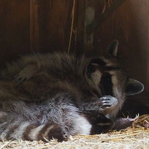 Just awoken raccoon (Procyon lotor) and Sleeping striped skunk (Mephitis mephitis), 2019-07-21