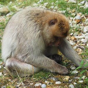 Foraging Barbary macaque (Macaca sylvanus), 2019-07-21