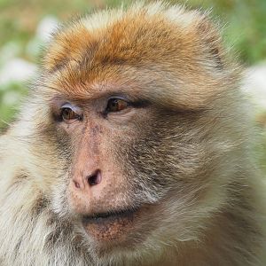 Barbary macaque (Macaca sylvanus), 2019-07-21
