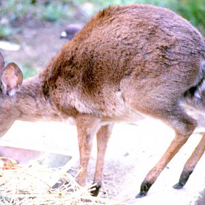 Suni antelope; San Diego; October 1987
