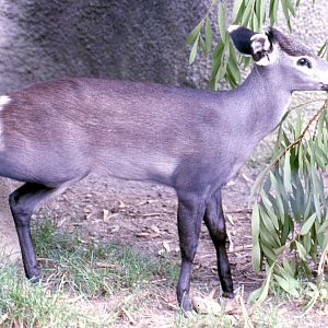 Tufted deer; San Diego; October 1983