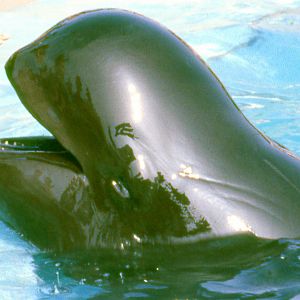 Pilot whale; Seaworld (California); October 1983