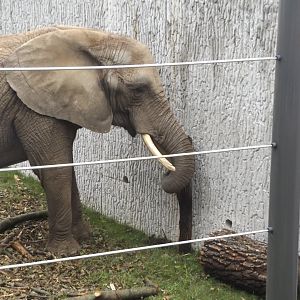 Brittany peeling Bark