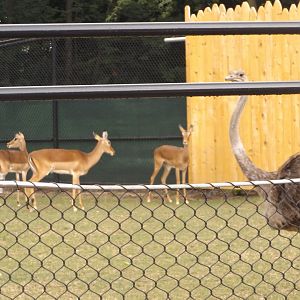 Impala Plains- Impala and Ostrich
