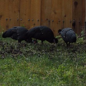Kenyan Crested Guineafowl