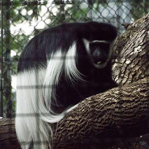 Colobus Monkey outside