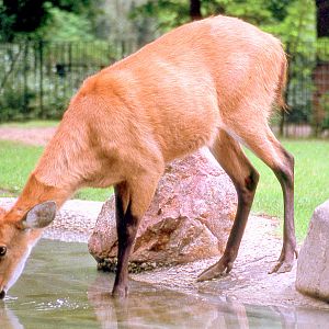 Marsh deer; Berlin Zoo; late 1980s