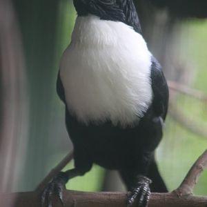 White-necked Mynah (Streptocitta albicollis)
