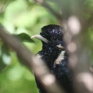 Sulawesi mynah  (Basilornis celebensis)