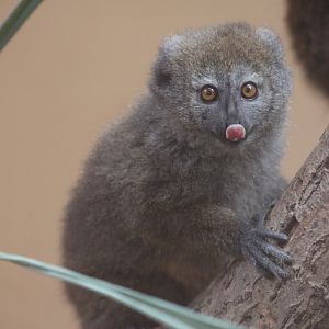 Lac Alaotra bamboo lemur (Hapalemur alaotrensis)