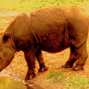 Sumatran  rhinoceros; Bronx; October 1990.