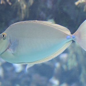 Blue-spine unicornfish - Naso unicornis