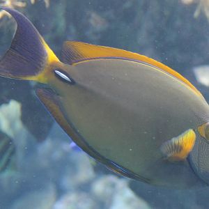 Eyestripe surgeonfish - Acanthurus dussumieri