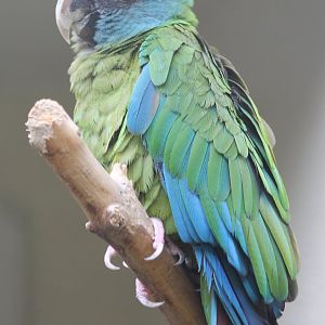 Blue-headed macaw