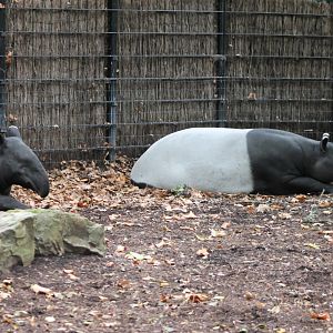 Malayan tapirs
