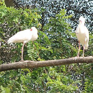 African spoonbills