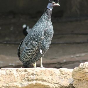 Crested guineafowl