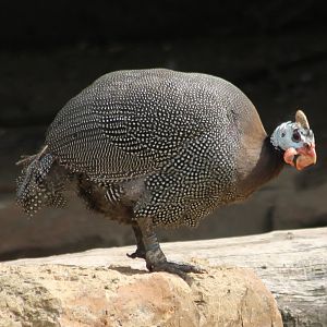 Helmeted guineafowl