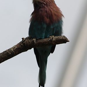 Lilac-breasted roller