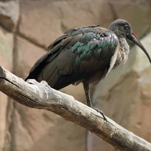Hadada ibis