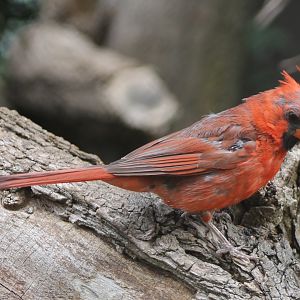 Northern cardinal - male
