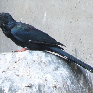 Green wood-hoopoe