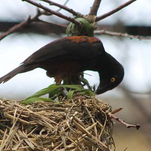 Vieillot's black weaver at the nest
