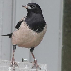 Rosy starling