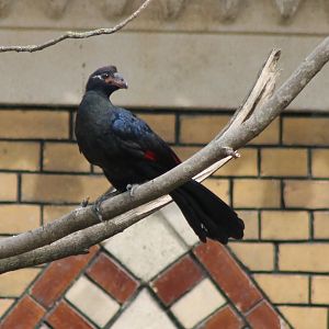 Violet touraco - juvenile