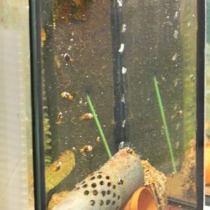 Behind-the-scenes - raising-tank Clownfishes