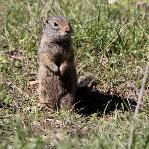 Uinta ground squirrel (Urocitellus armatus)