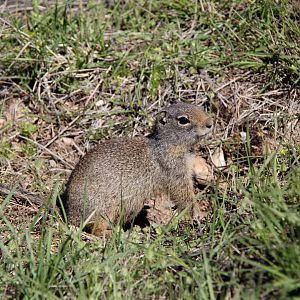 Uinta ground squirrel (Urocitellus armatus)