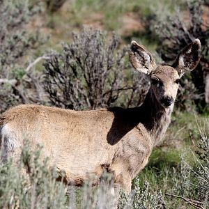 mule deer (Odocoileus hemionus)