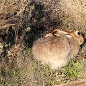 white-tailed jackrabbit (Lepus townsendii)