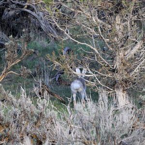 white-tailed jackrabbit (Lepus townsendii)