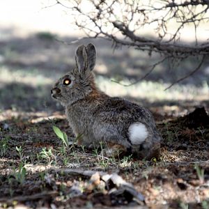 mountain cottontail (Sylvilagus nuttallii)