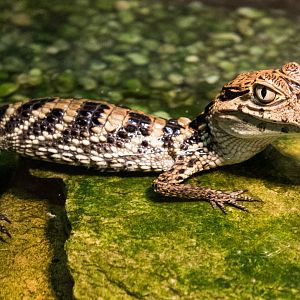 Spectacled caiman